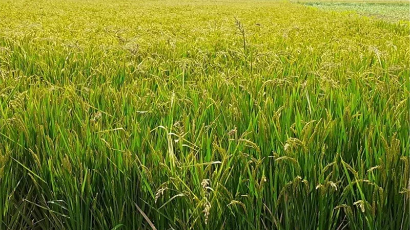 مراكز الأرز بكفرالشيخ تستمر في تلقي المحصول من المزارعين