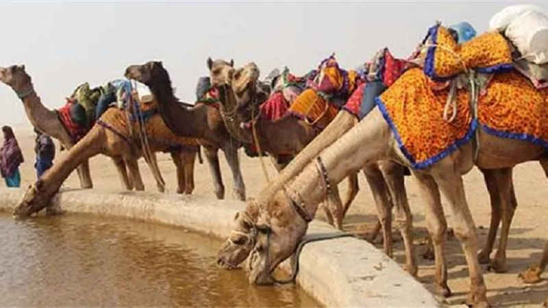 تعرف على اوزان الجمل