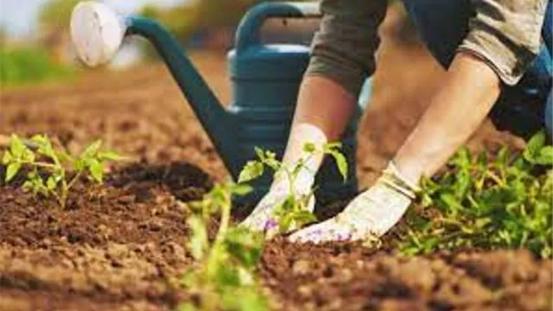 منها تعزيز الصحة العقلية ..تعرف على فوائد البستنة