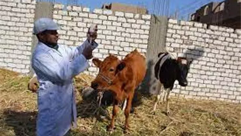 غدا ..حملة تحصين الماشية ضد الجلد العقدى وجدرى الأغنام بالفيوم