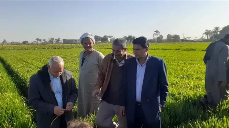ندوة إرشادية عن محصول القمح بمركز أبو قرقاص