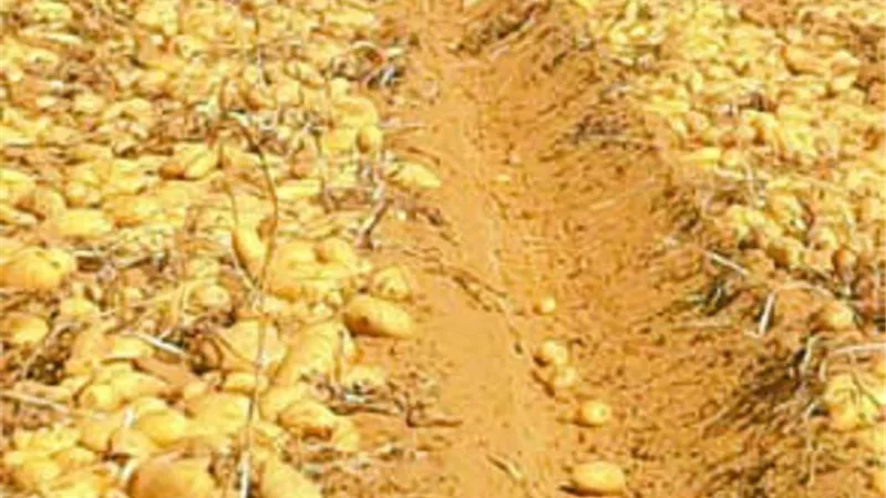 حزمة من التوصيات لتجنب الإصابة بالدودة القارضة
