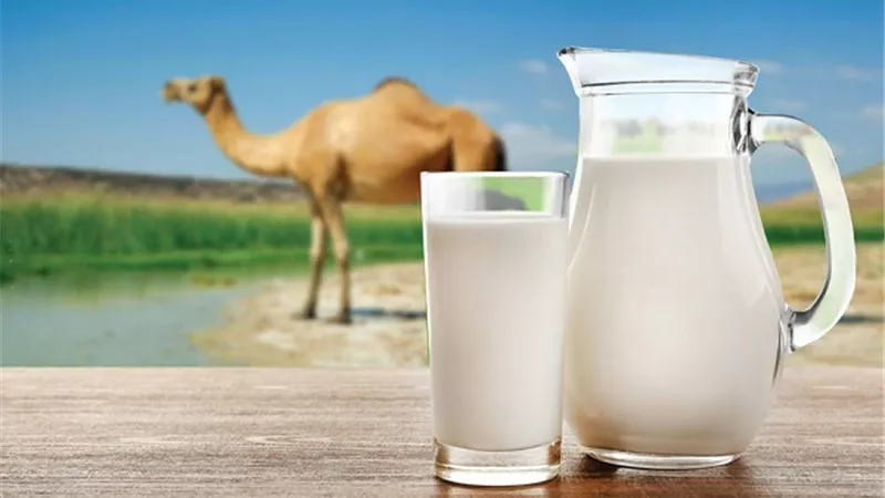 هل غلى حليب الناقة .. ضرورى ؟