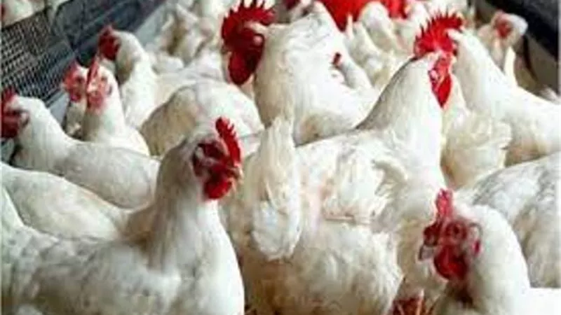 أسعار الدواجن اليوم الاثنين 23-1-2023