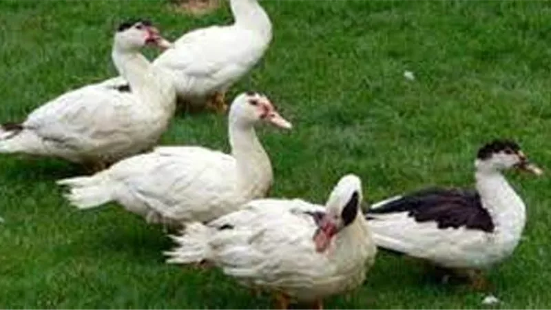 أسعار البط اليوم الاثنين 23-1-2023