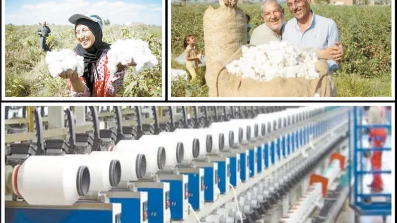 خبراء بحوث القطن: إنجاز كبير يعيد 
