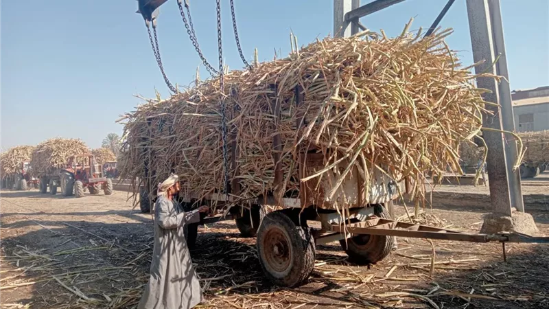 التموين: استلام 1.3 مليون طن قصب .. وإنتاج 110 الف طن سكر