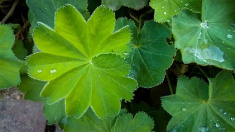 أهم فوائد عشبة عباءة السيدة المحتملة واستخداماتها