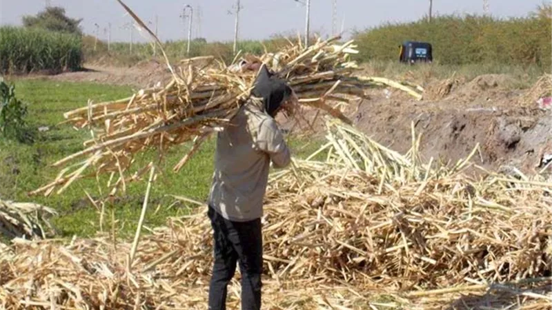 موسم توريد القصب.. بدأ بالزيادة الجديدة