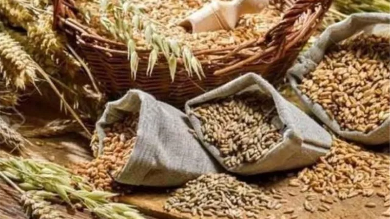 السلع التموينية تعلن مناقصة ممولة من البنك الدولي لشراء قمح