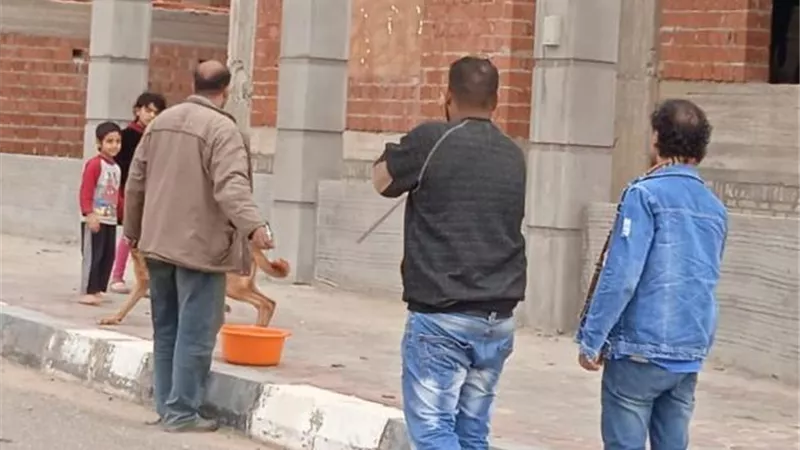 الطب البيطرى بالشروق يكشف عن تطعيم الكلاب فى مناطق جديدة.. فيديو
