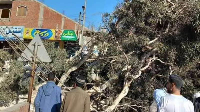 بسبب الرياح الشديدة .. سقوط شجرة كبيرة على توك توك بالشرقية