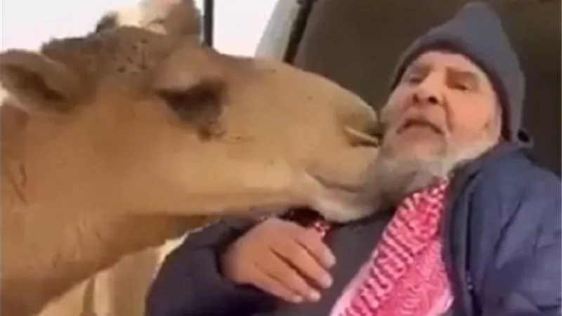 غاب عنها لمرضه .. ناقة تحاول تقبيل صاحبها | فيديو