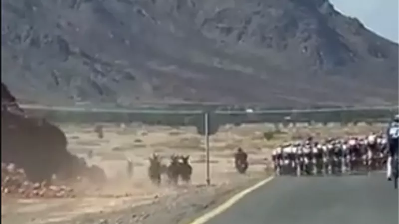 قطيع من الحمير يشارك في سباق للدراجات .. فيديو