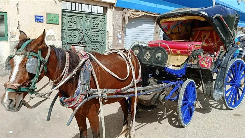 محافظ أسوان يأمر بمصادرة عربة حنطور تسير عكس الإتجاه
