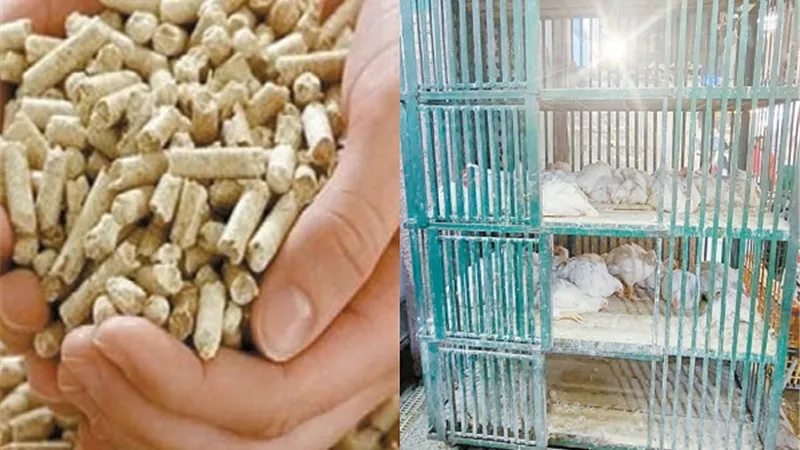 الإفراج عن الأعلاف.. يهدئ جنون 