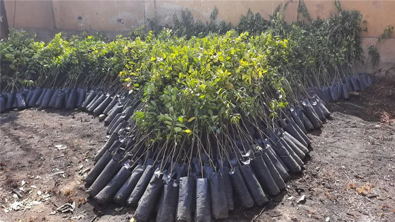 توزيع أشجار مثمرة علي مدارس نجع حمادي بالمجان