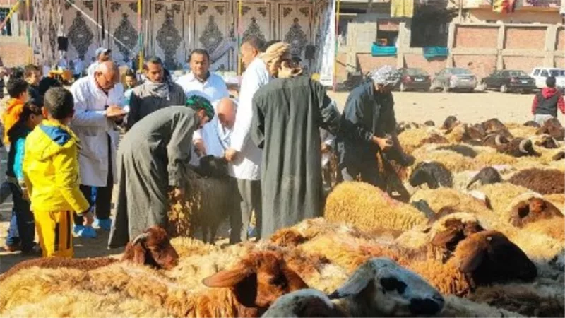 قافلة بيطرية من جامعة الزقازيق تعالج 2378 حيواناً وطائر بالشرقية