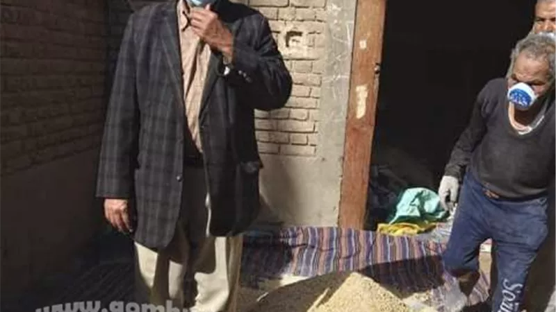 انطلاق حملة القضاء على القوارض حول محصول القمح بالفشن