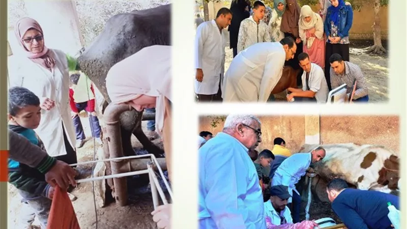 بيطري الشرقية يُجري المسح التناسلي والاصطناعى لـ6 آلاف رأس ماشية