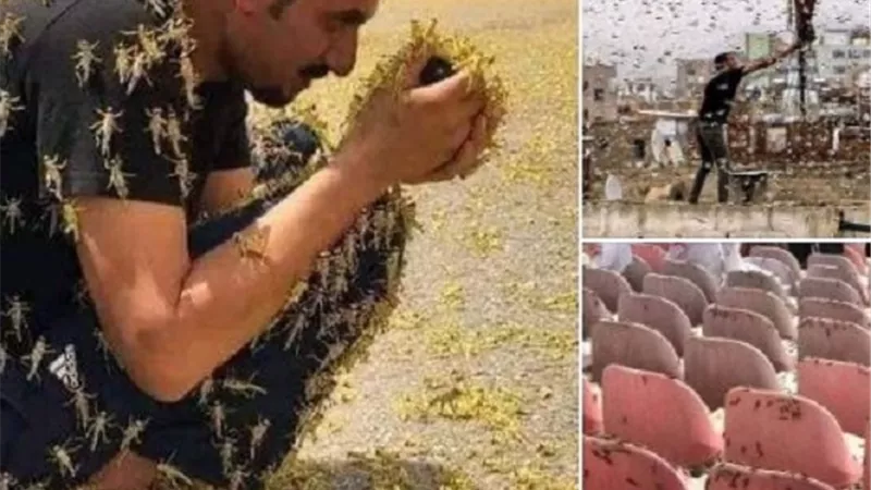 ما حكم اكل الجراد وقتله