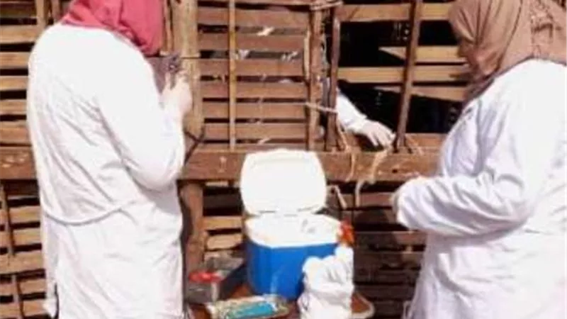بيطري الشرقية يُحصن١٦٣ألف رأس أبقار للوقاية من مرض الاتهابات