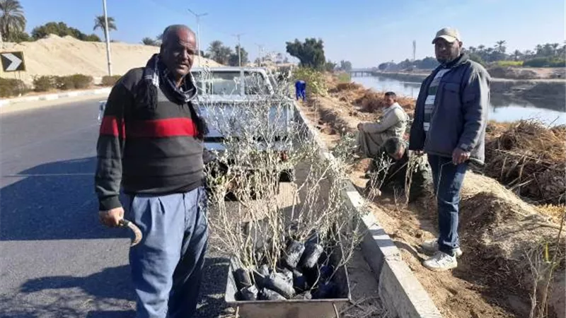 120 ألف شجرة نصيب محافظة الاقصر من مبادرة المليون