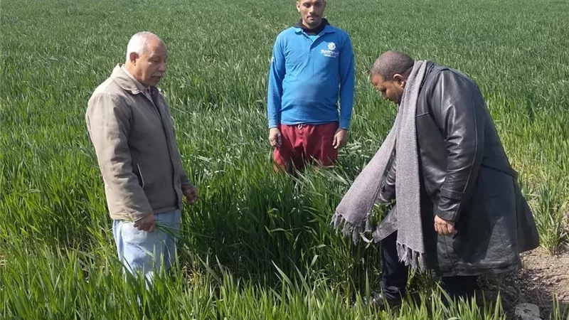 زراعة المنيا تتابع محصول القمح بقري مركز ملوي كتب نبيل يوسف