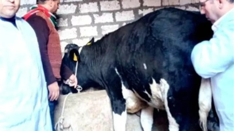 لجان بيطرية للدعم الفنى لصغار المربين بالشرقية