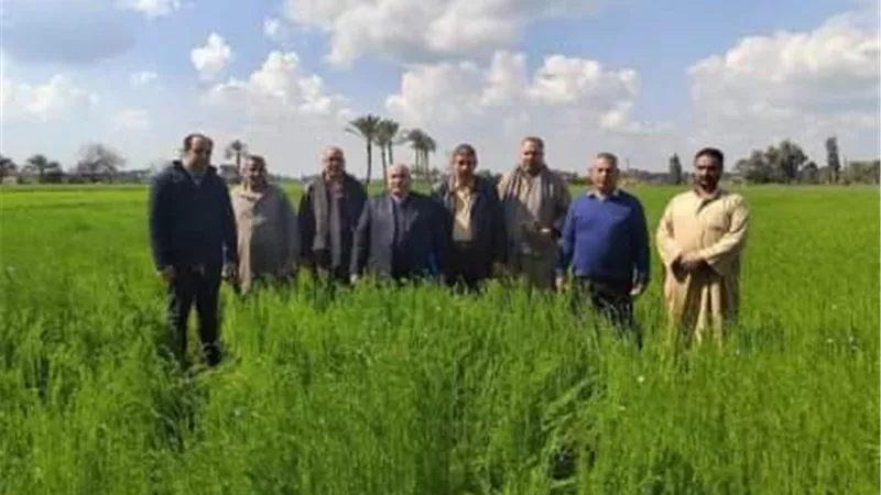 للنهوض بمحصول الكتان..زراعة الشرقية تُنفذ يوم حقلي لمزارعي كراديس