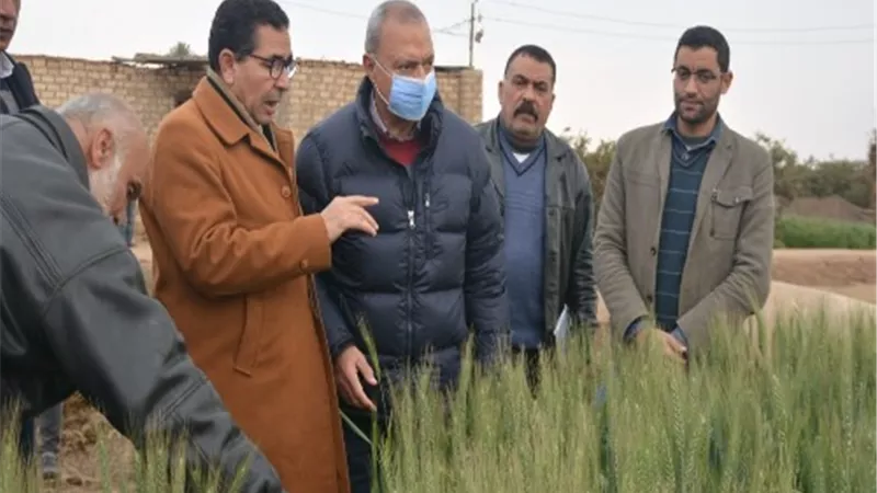 محافظ القليوبيةيتفقد زراعات الفراولة والبطاطس والقمح بالرى الحديث