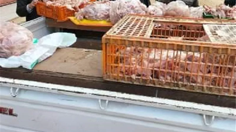 حملات مفاجئة على محال بيع الطيور وبقالي التموين بمنيا القمح