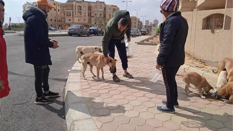 بيطرى مدينة الشروق يكشف عن مكان وتفاصيل الحملة الـ4 للكلاب/ فيديو