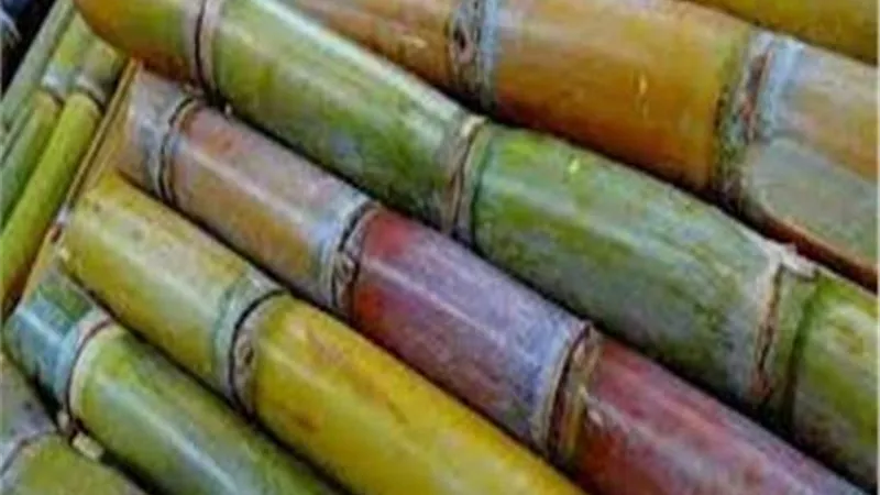 التموين: ارتفاع معدل توريد القصب لـ 3 ملايين و200 طن لإنتاج السكر