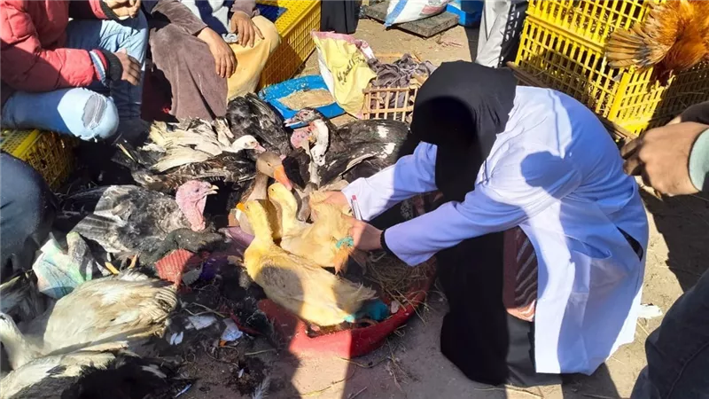 محافظ كفر الشيخ : تحصين 166 ألف و615 رأس ماشية ضد الحمى القلاعية