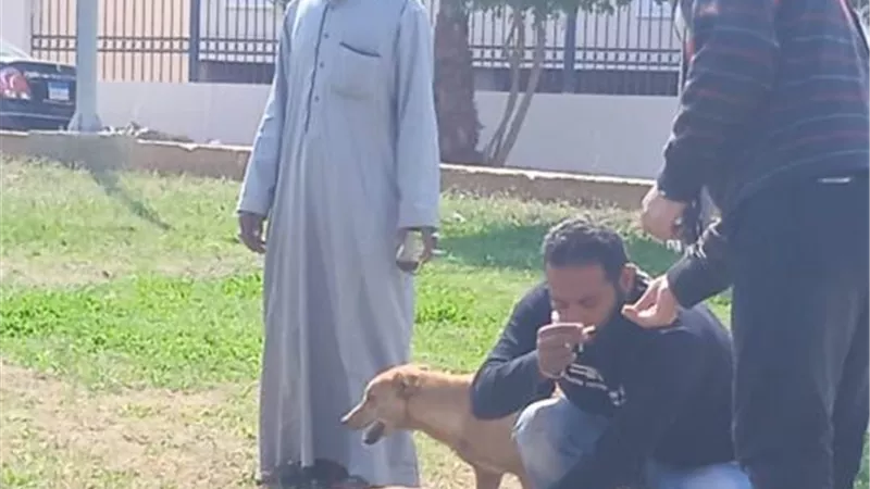 بيطرى مدينة الشروق يشن الحملة الـ 5 ويصل لتطعيم 261 كلبا.. بالصور