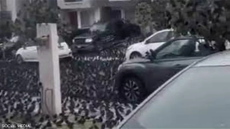 أسراب طيور تغزو المكسيك.. وتفسيرات متنوعة للظاهرة
