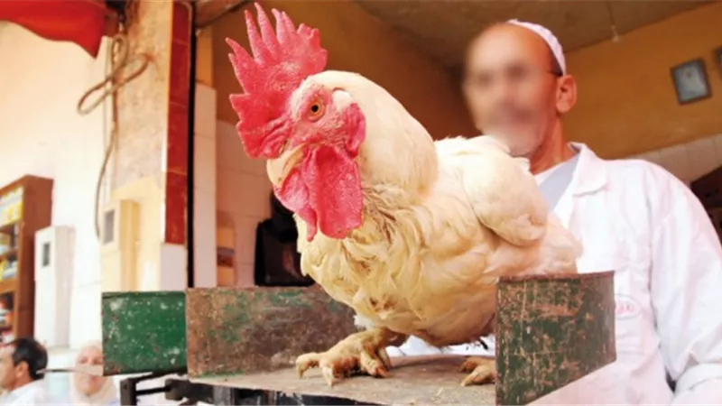 التموين: سعر الدجاج فى رمضان لن يزيد عن 65 جنيها للكيلو