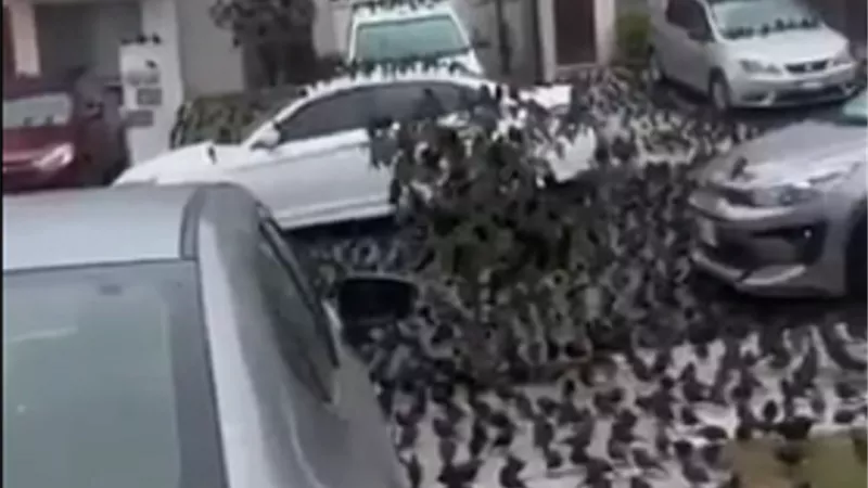 الطيور تغزو المدن المكسيكية .. فيديو