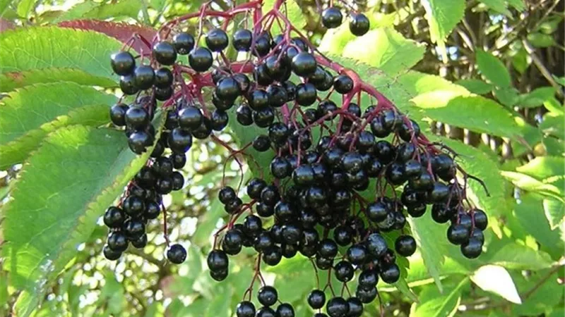 فاكهة سوداء يمكن أن تحمي من نزلات البرد