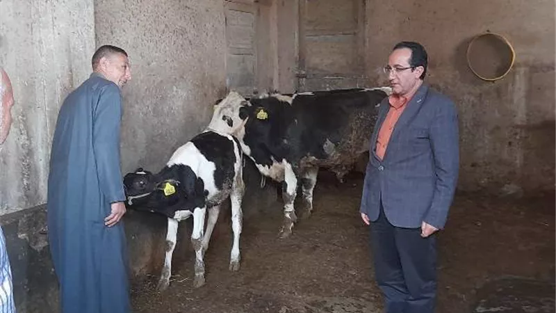 محافظ كفر الشيخ: تحصين 212 ألف رأس ماشية ضد الحمى القلاعية