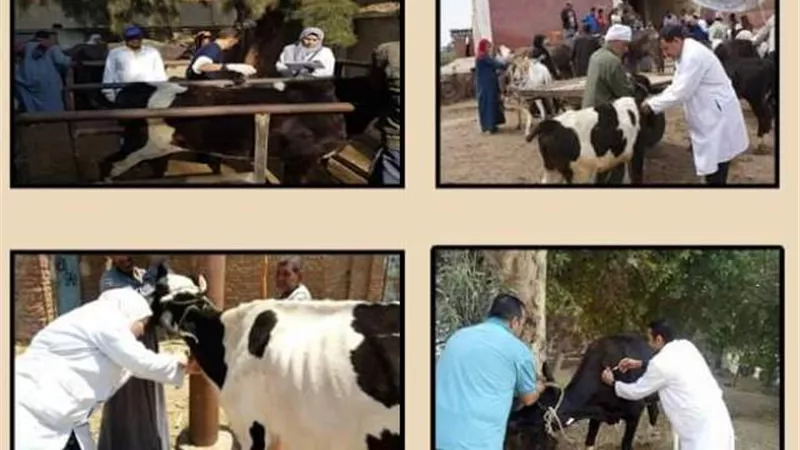 بدء الحملة القومية لتحصين الماشية ضد الحمى القلاعية بالمنيا