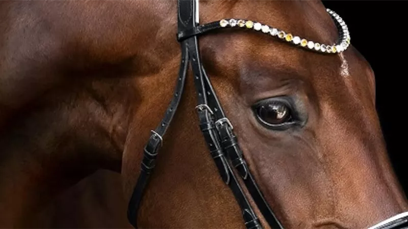 علماء يكتشفون بقايا هياكل عظمية لراكبي الخيل عمرها 5000 عام|فيديو