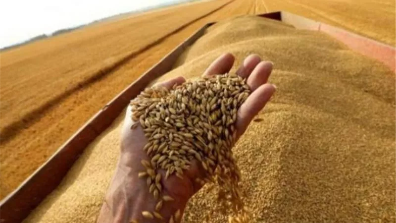 أسعار القمح الروسي تتراجع وسط زيادة الصادرات