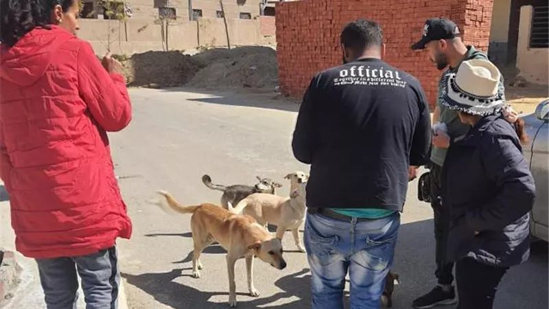 بيطرى مدينة الشروق يعلن نبأ هام بحملات تطعيم الكلاب/ فيديو وأرقام