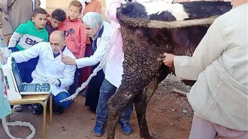 بيطرى الشرقية يُجرى المسح والتقليح لـ٧آلاف رأس ماشية