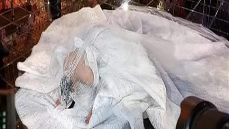 مفاجأة.. عروسة حسن شاكوش تسجد شكرًا لله لزواجهما
