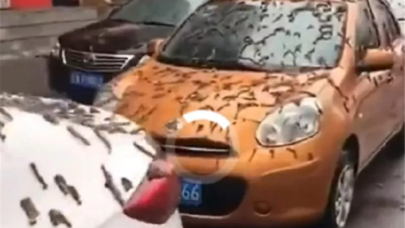 حقيقة تساقط ديدان من سماء بكين