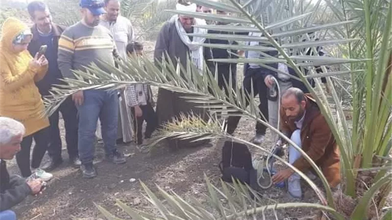 محافظ الشرقية: مدارس حقلية للإرتقاء بزراعة أشجارالنخيل