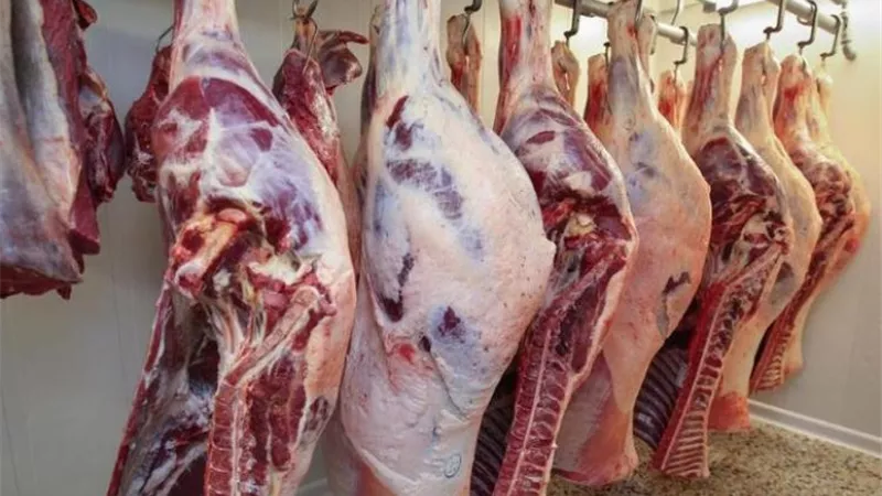 التموين: ضخ من 25 إلى 30 طنا يوميا لحوم سودانية بسعر 165 جنيها